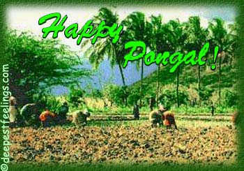 Happy Pongal